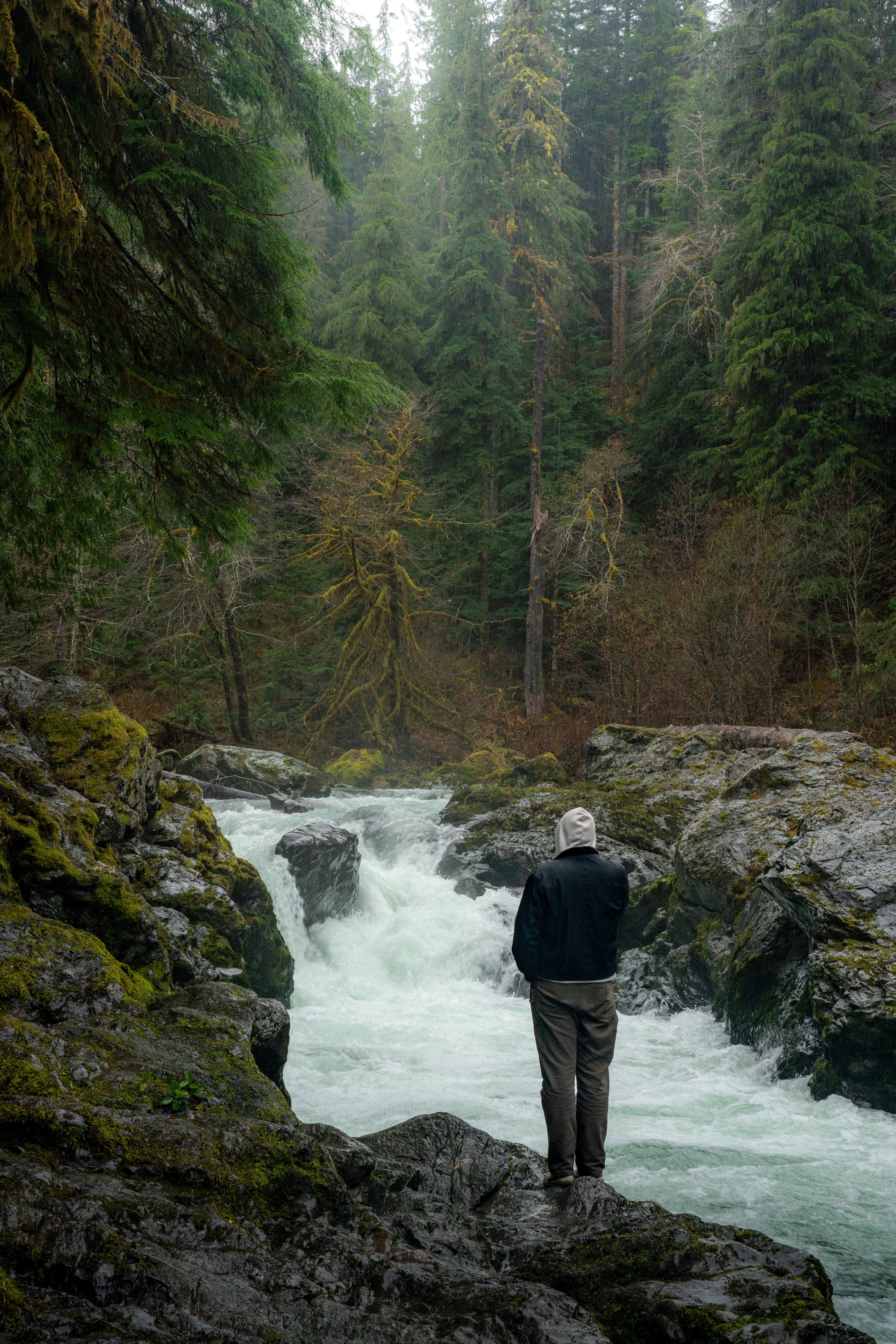 Pondering Again. Olympic National Park, 2025