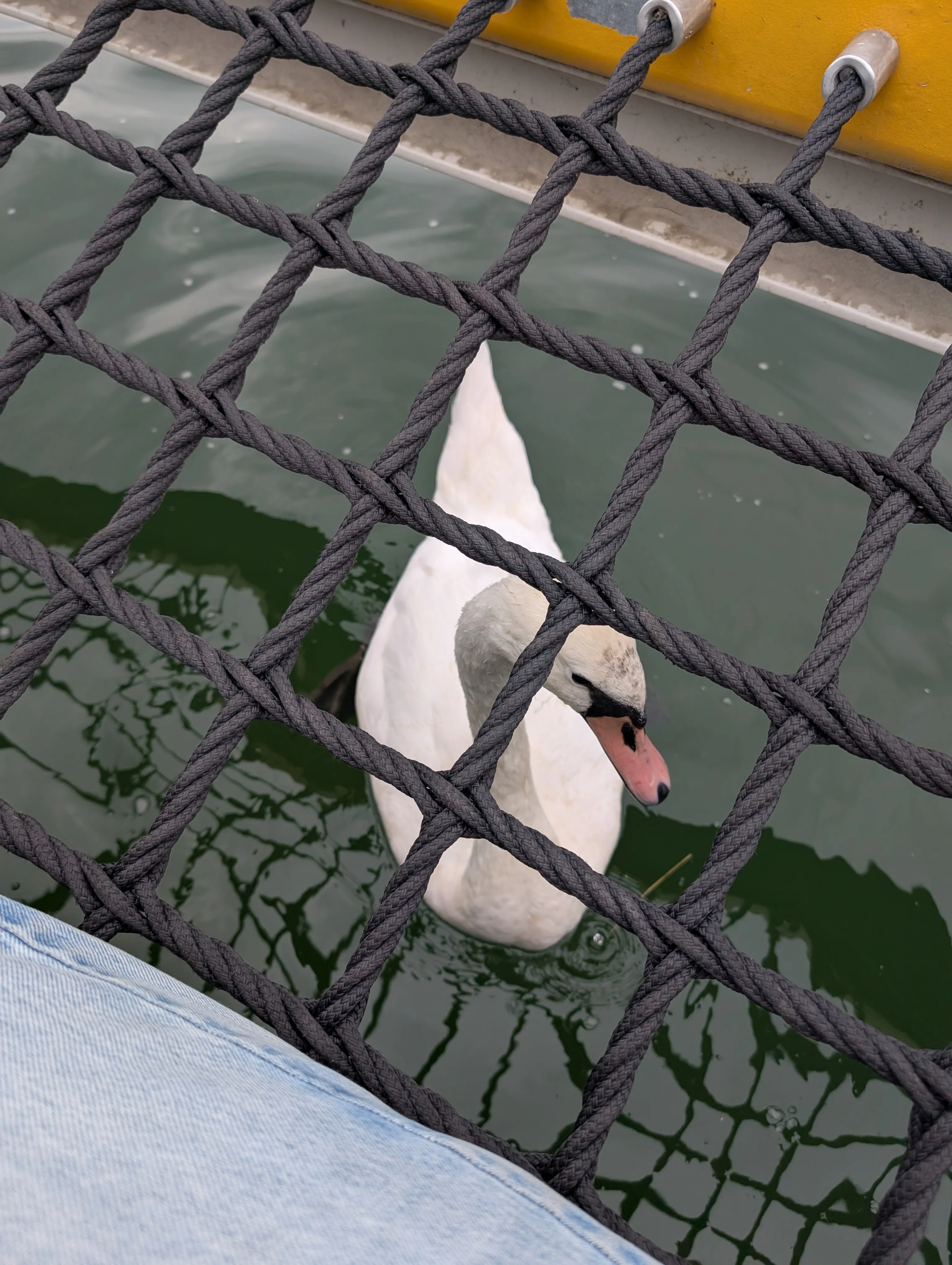 Swan. Vienna, 2025