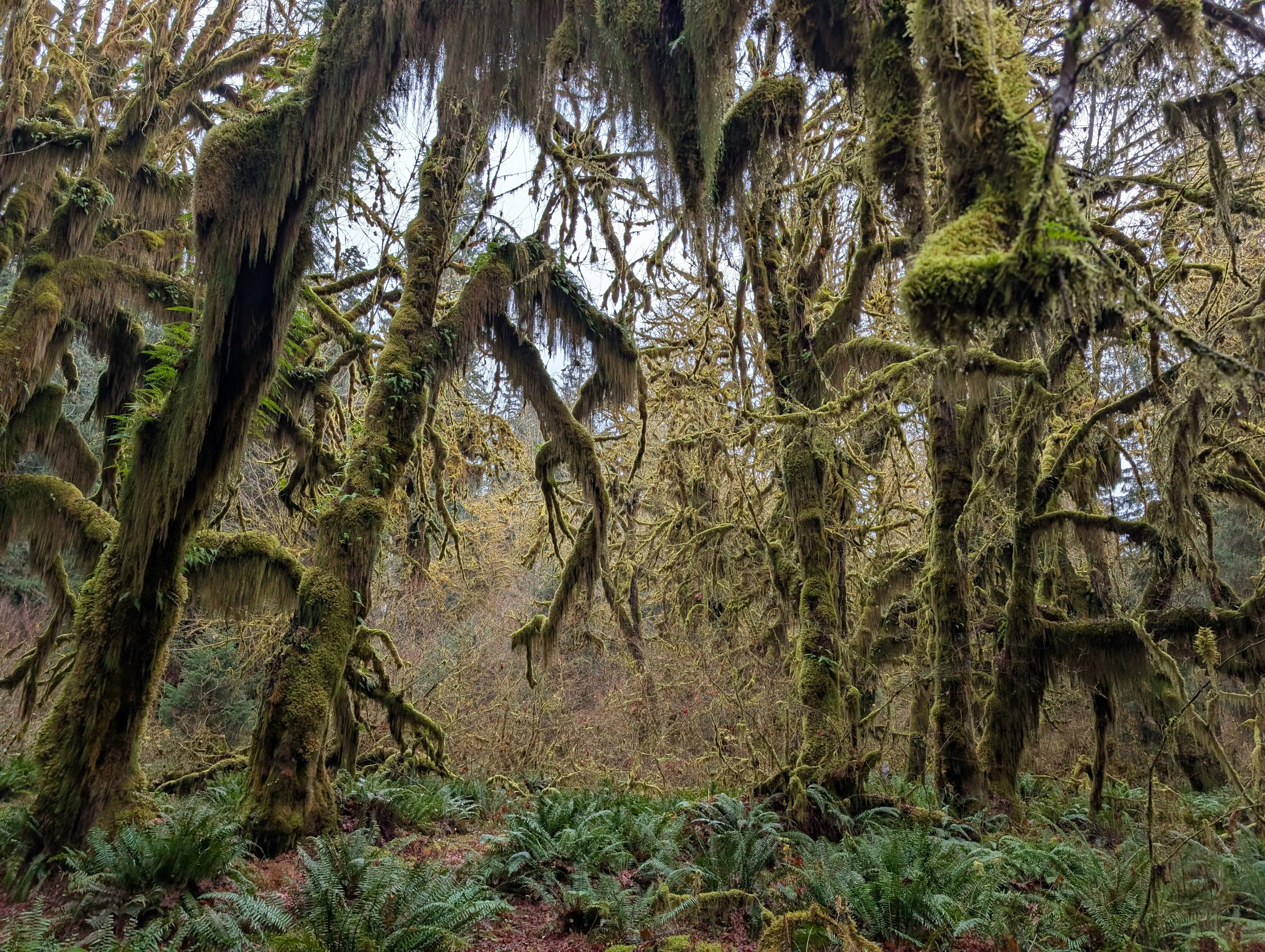 Moss