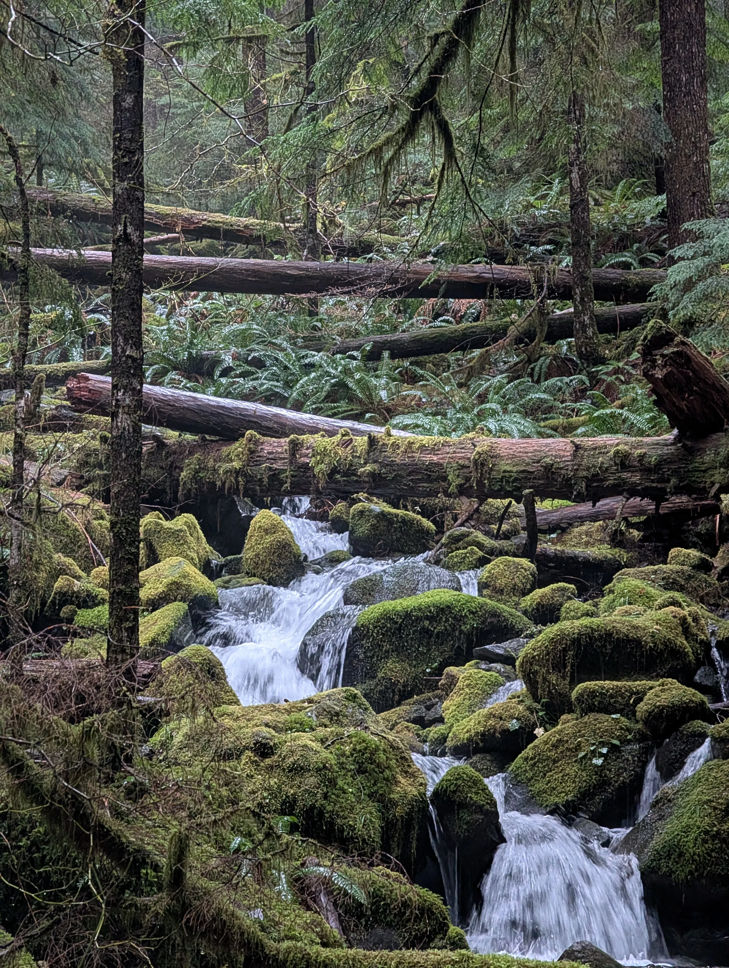 Stream